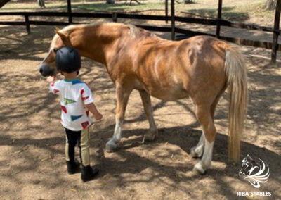 Training shows at Riba Stables in Kyalami