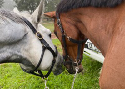 Training shows at Riba Stables in Kyalami